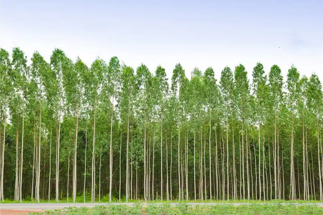 Mesurer l’Eucalyptuset le bois à pâte