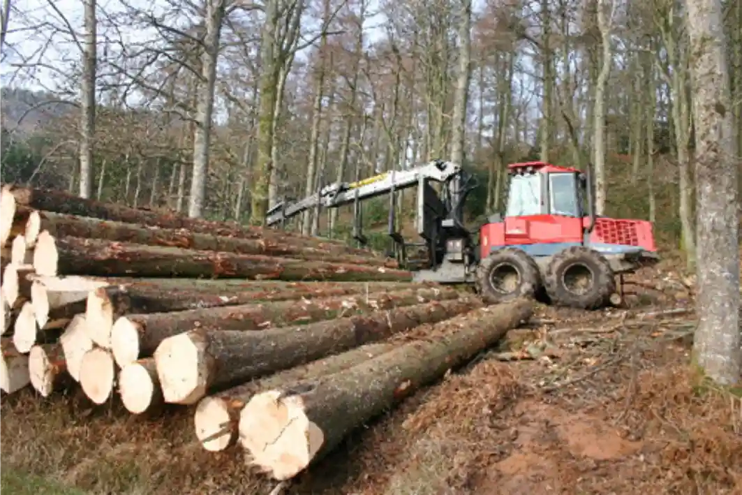 Qué esperar de la industria forestal en 2019