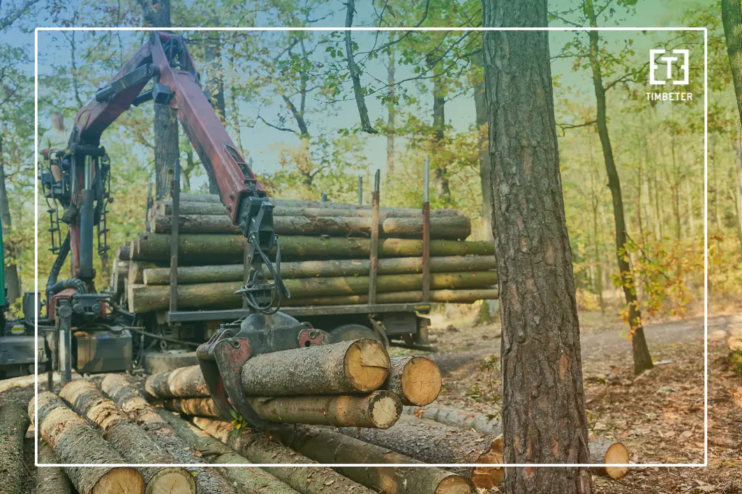 Why forest data gaps are a field-level problem too 